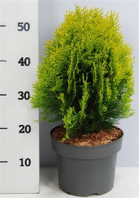 Thuja – Thuja occidentalis 'Aurea Nana' - C5 30-40 cm.