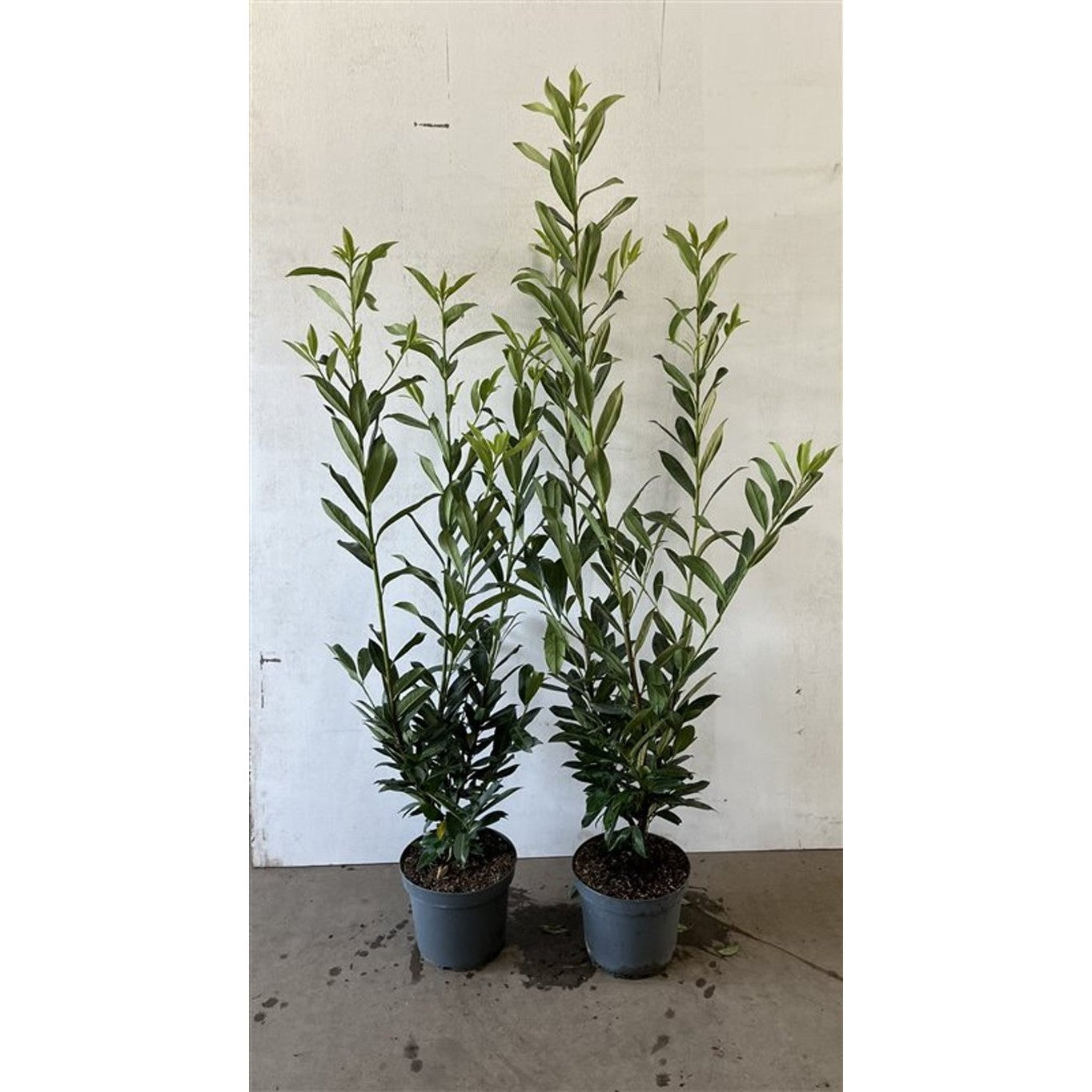 Lagerkörsbär – Prunus laurocerasus 'Caucasica' - C7,5 100-125 CM