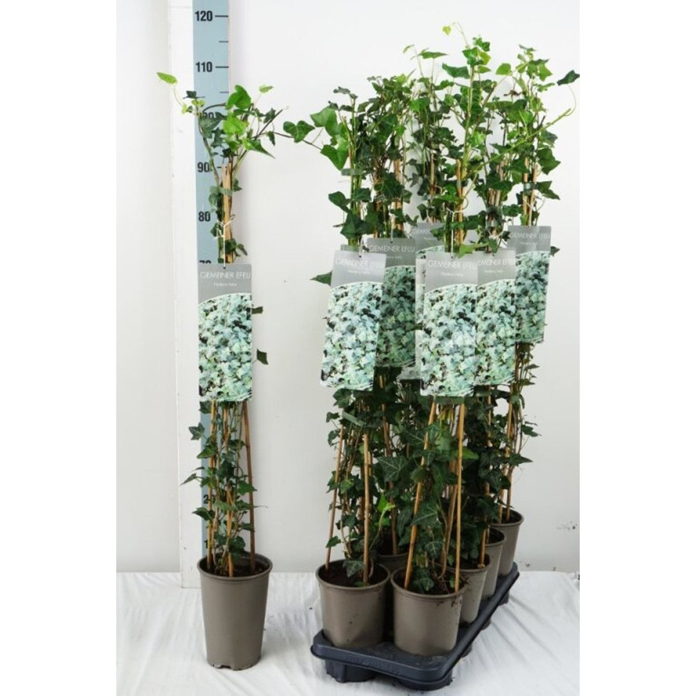 Murgröna – Hedera helix - C2 60-80 CM Stick