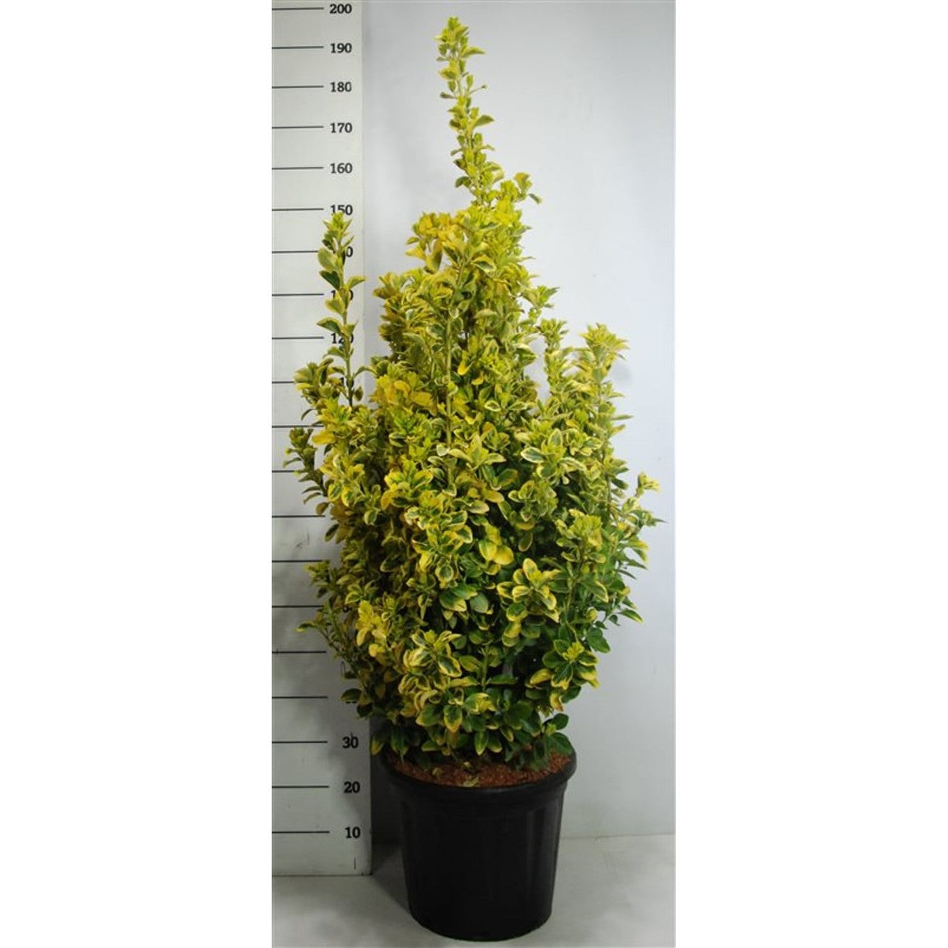 Japansk benved – Euonymus japonicus 'Aureus' - C30 100-125 cm.