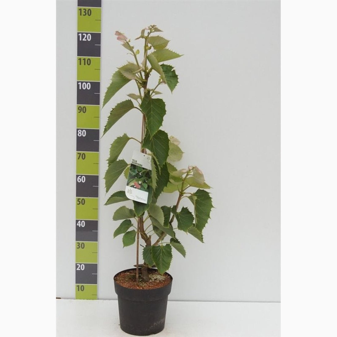 Tilia henryana – Tilia henryana - C7.5 80-100 CM