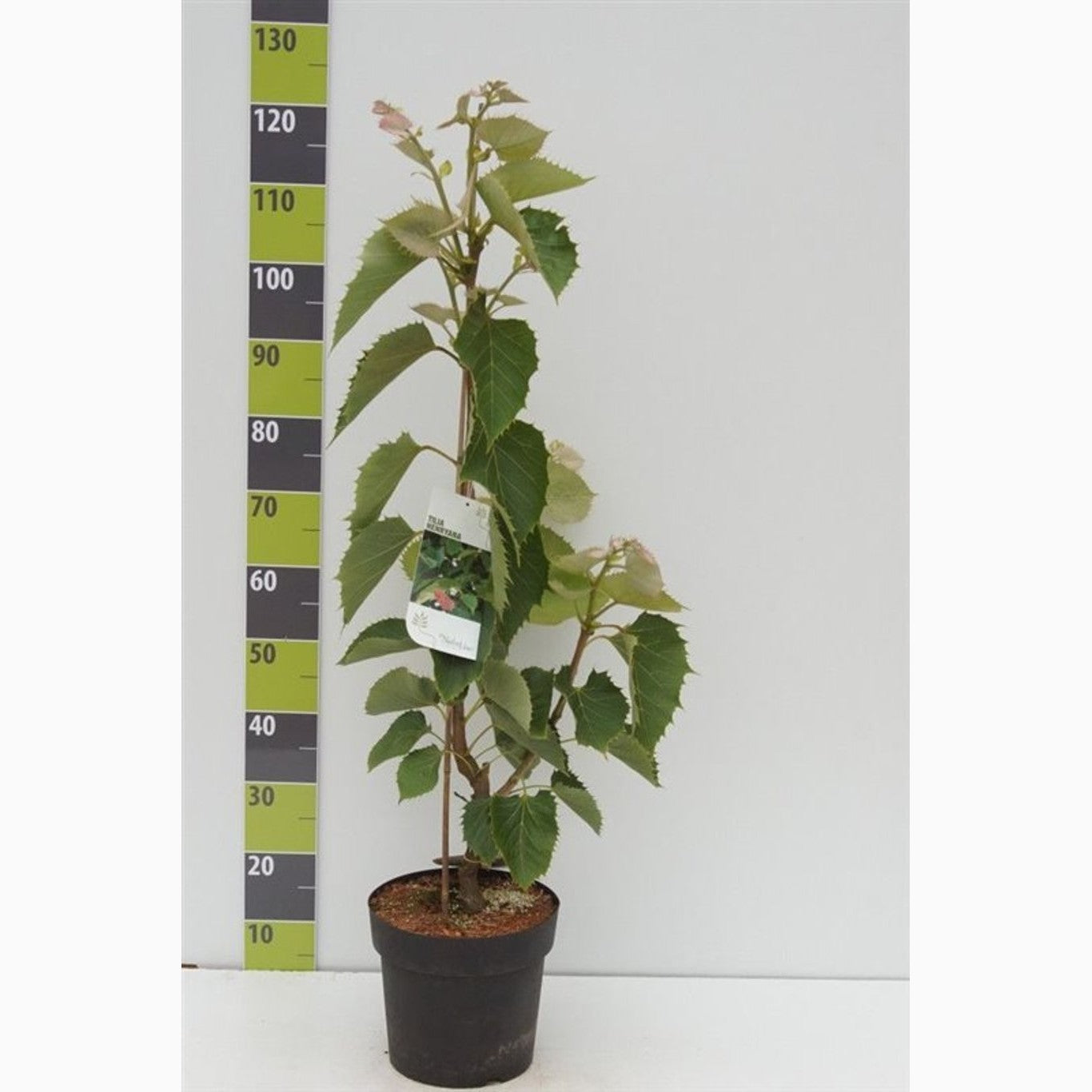 Tilia henryana – Tilia henryana - C7.5 80-100 CM