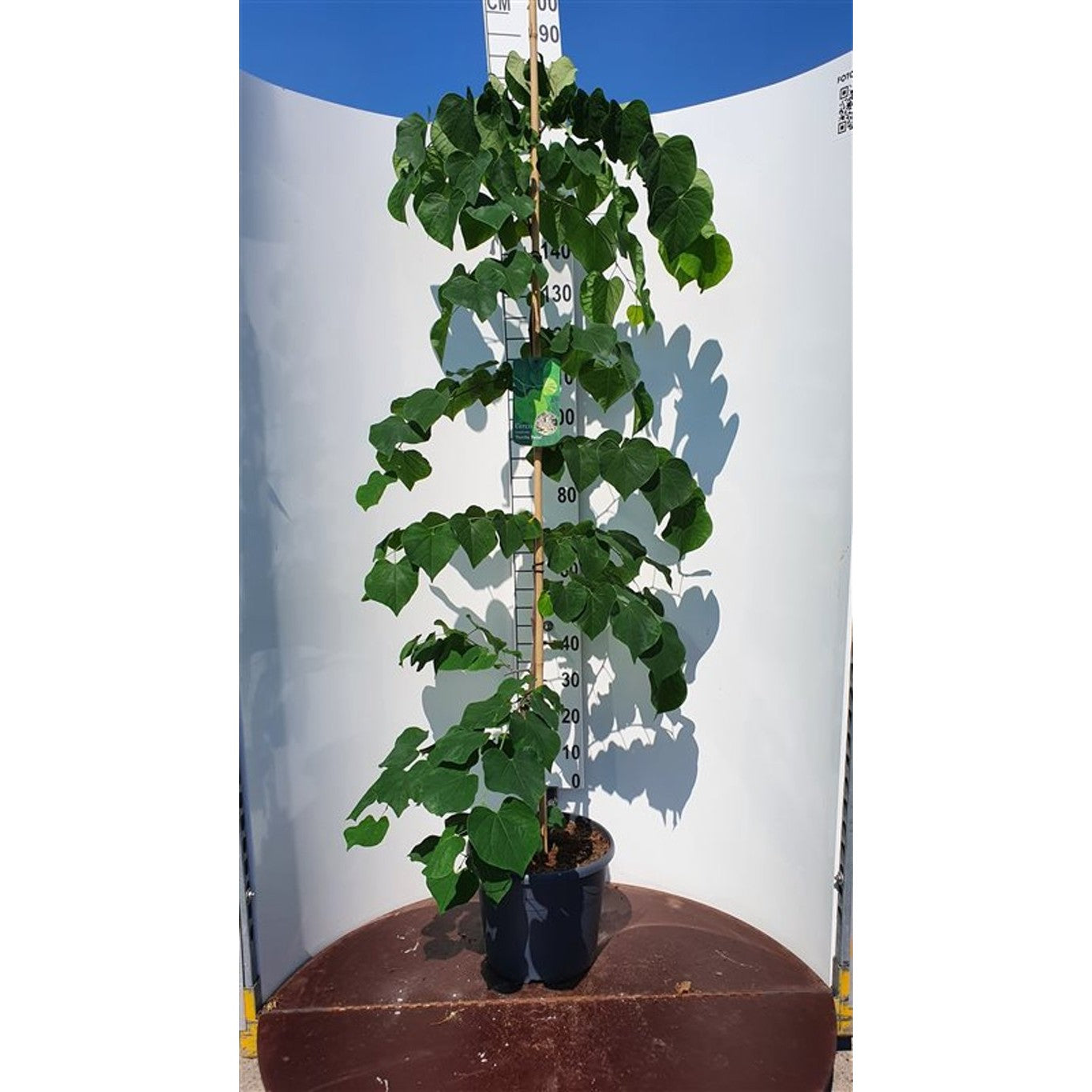 Judasträd – Cercis canadensis 'Vanilla Twist' - C20 175-200 CM