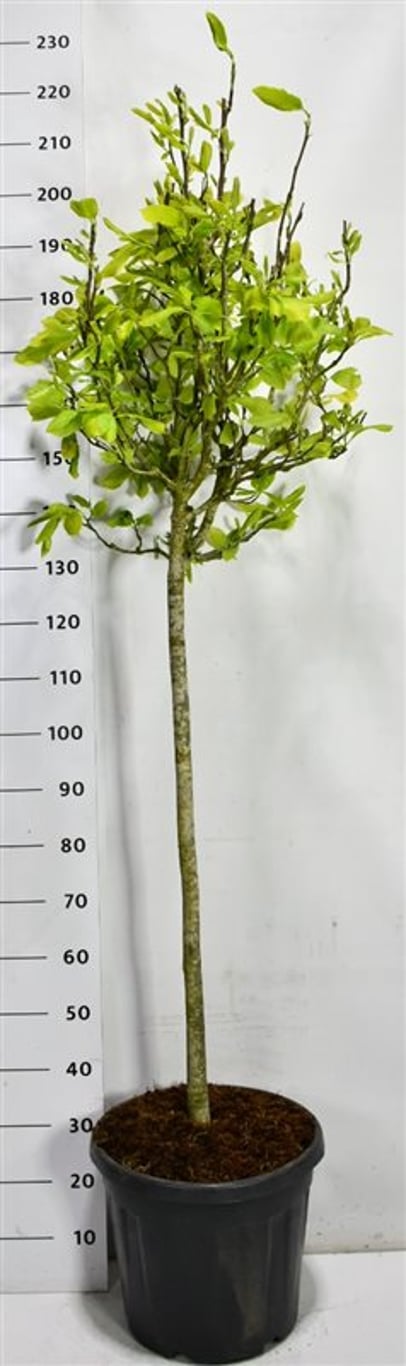 Tulpanmagnolia – Magnolia soulangeana - C30 100 cm. Stam