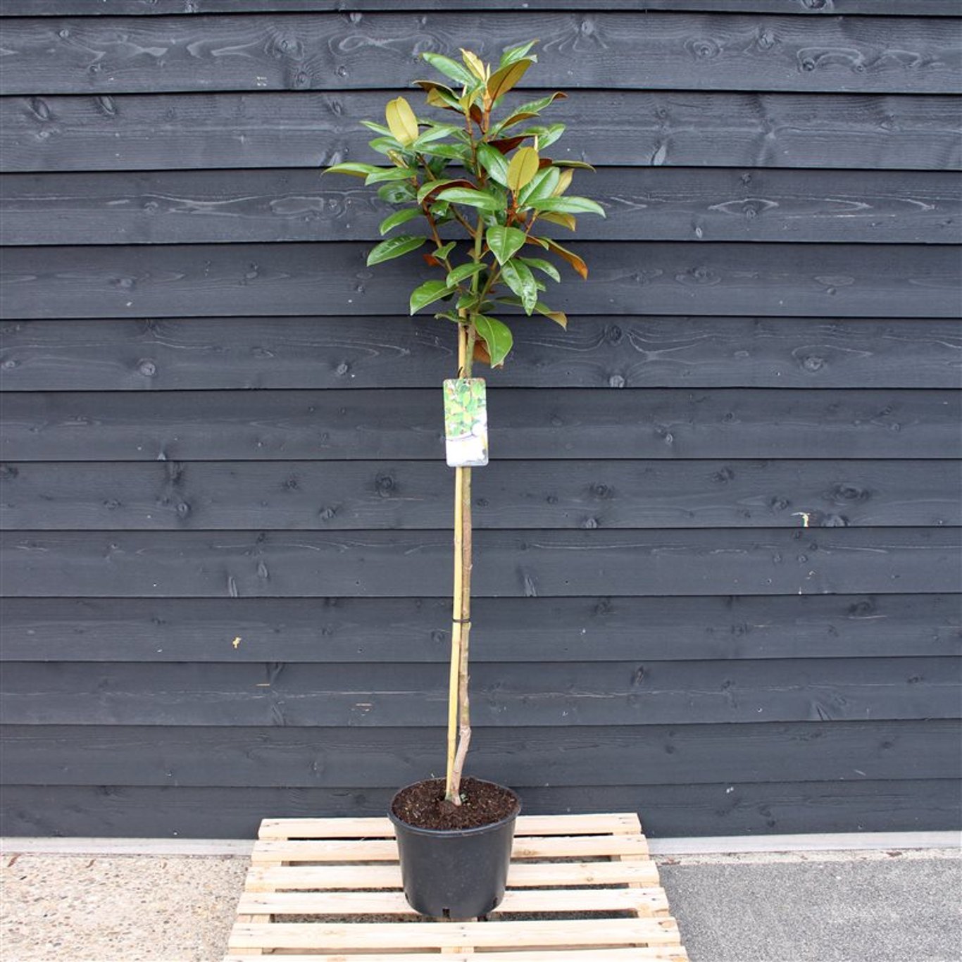 Magnolia – Magnolia grandiflora - 120 CM Stem C12