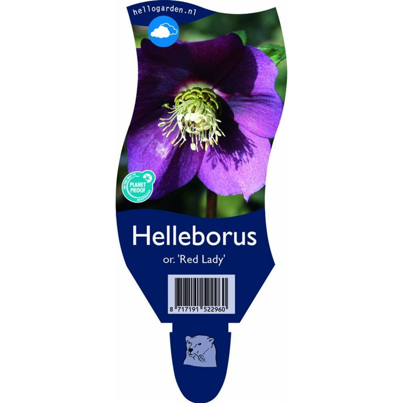 Julros – Helleborus o. 'Red Lady' - P11