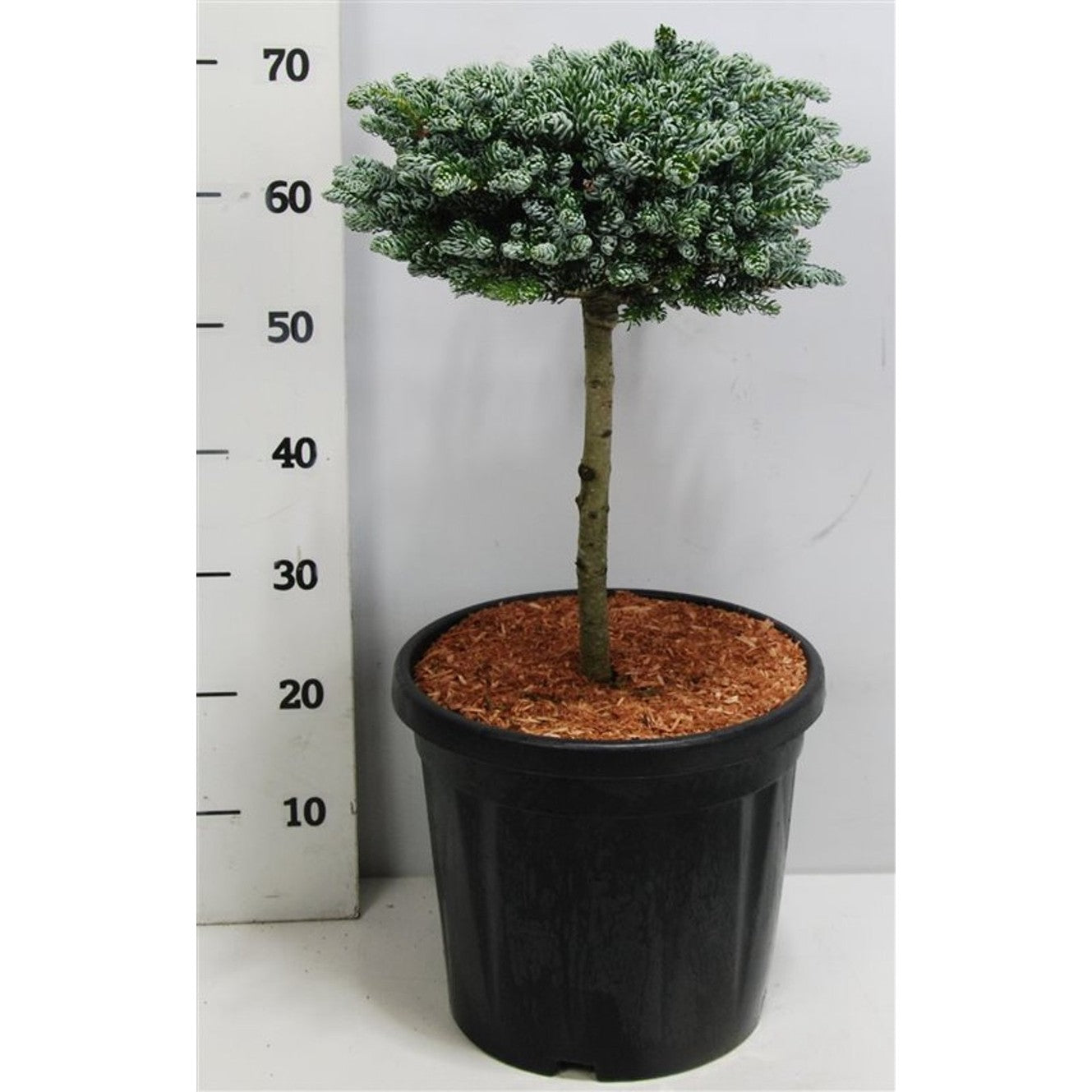 Koreagran – Abies koreana 'Kohout's Icebreaker'® - 30 CM Stem C12
