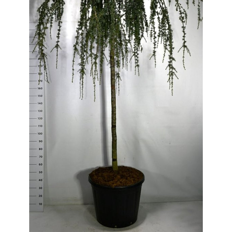 Atlasceder – Cedrus atlantica 'Glauca Pendula' - C110 220-225 CM