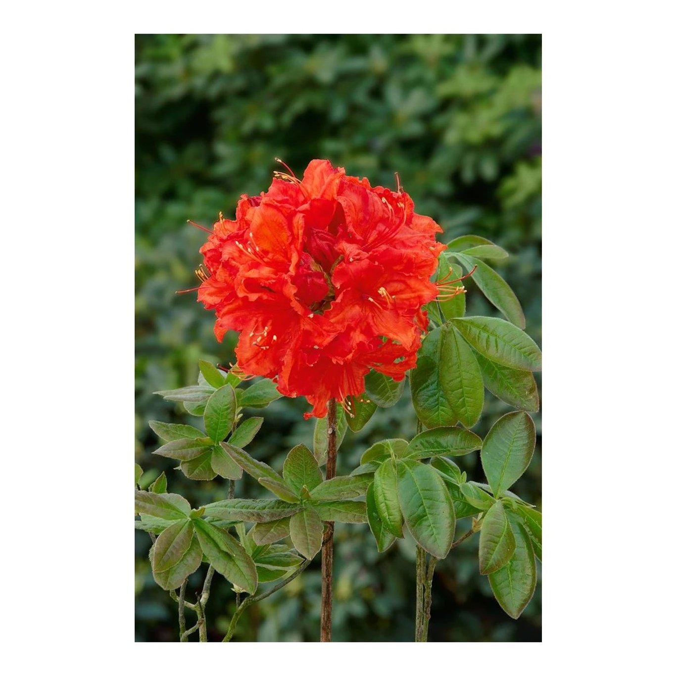 Rhododendron – Rhododendron (AK); 'Feuerwerk' - C5 30-40 CM