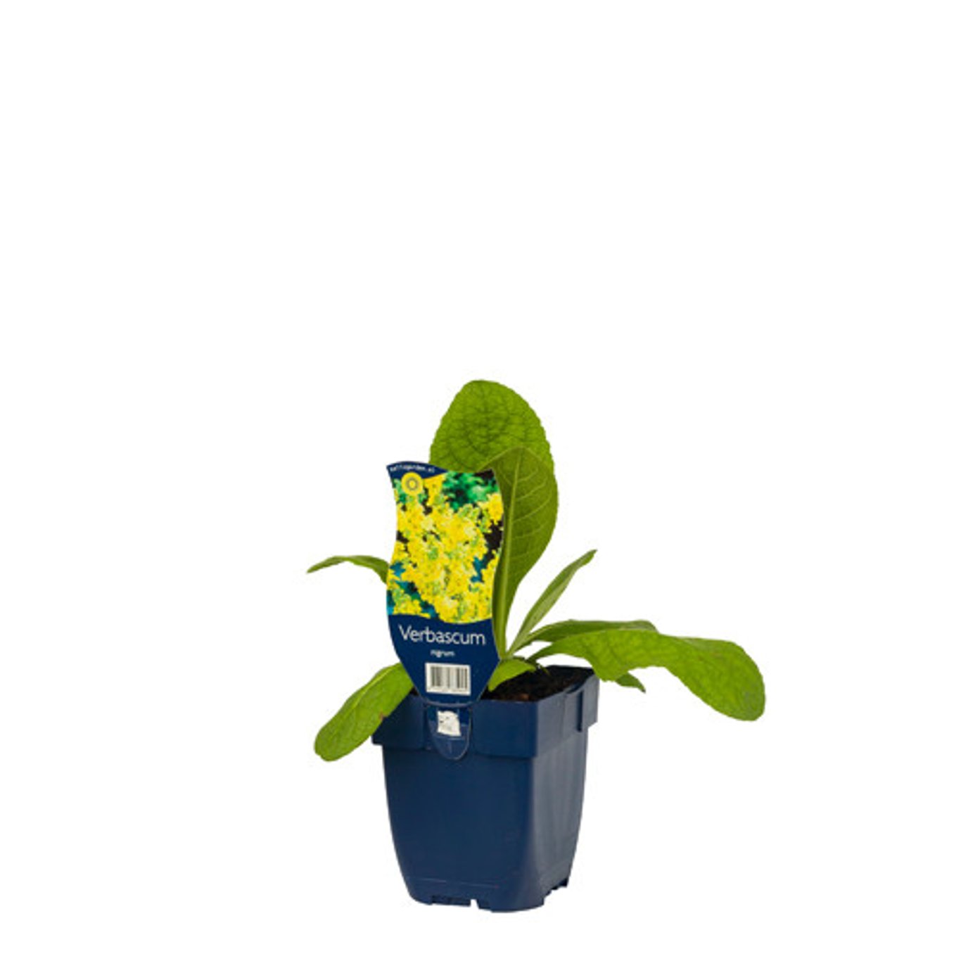 Svart kungsljus – Verbascum nigrum - P11