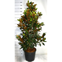 Städsegrön magnolia – Magnolia grandiflora 'Little Gem' - C30 125-150 cm.