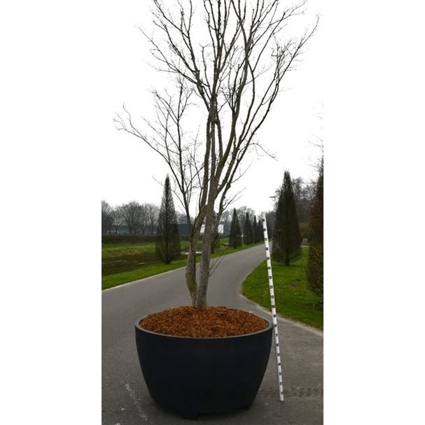 Japansk lönn – Acer palmatum 'Fireglow' - C 1040 Decopot 400-450 cm.