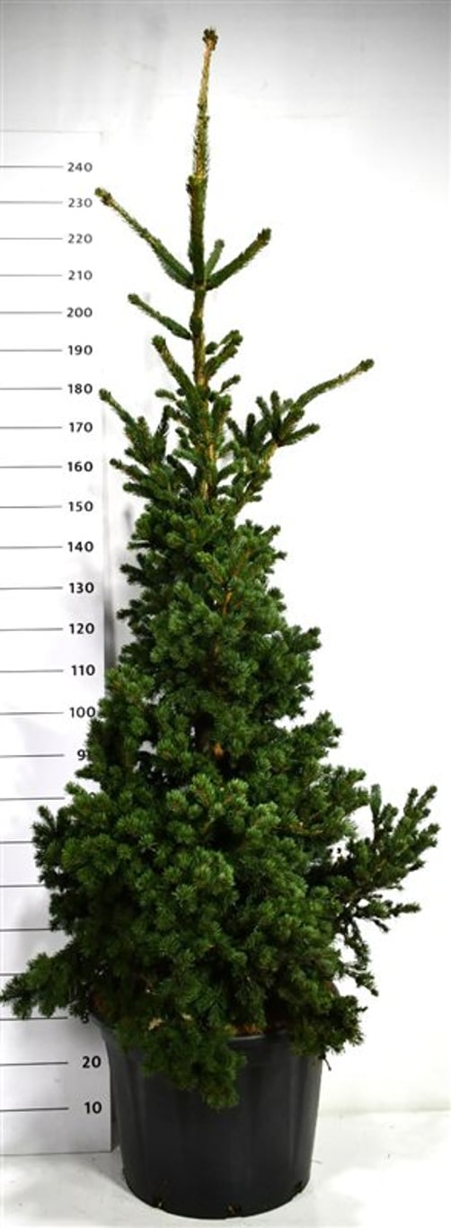 Blågran – Picea pungens 'Lucky Strike' - C65 140-160 cm.