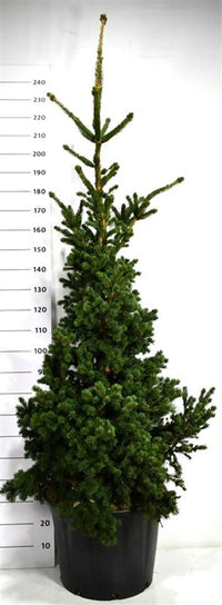 Blågran – Picea pungens 'Lucky Strike' - C65 140-160 cm.