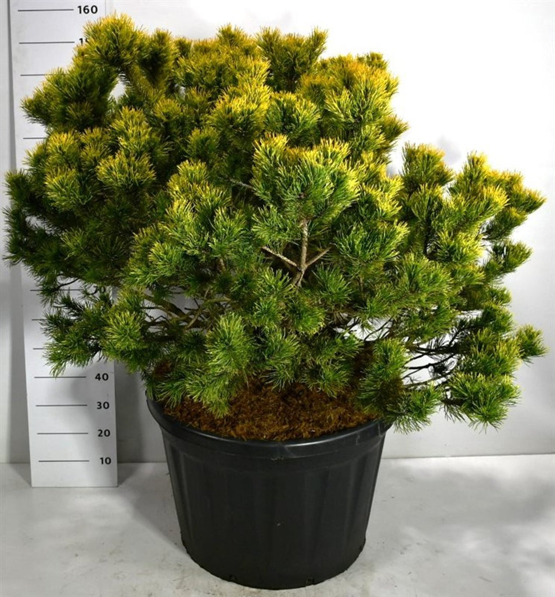 Bergtall – Pinus mugo &