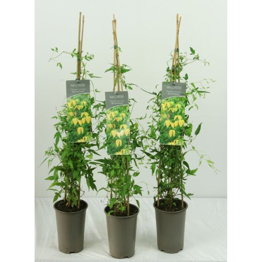 Klematis – Clematis &