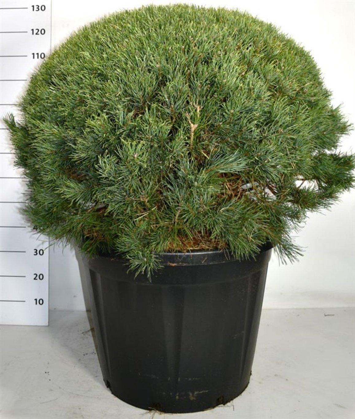 Tall – Pinus sylvestris 'Watereri' - C110 80-90 cm. Bol