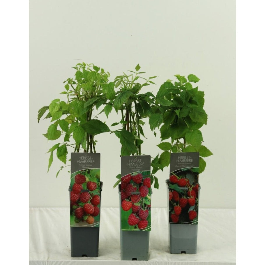 Hallon – Rubus idaeus 'Héritage' - C2 30-40 CM
