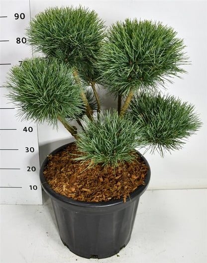 Tall – Pinus sylvestris &