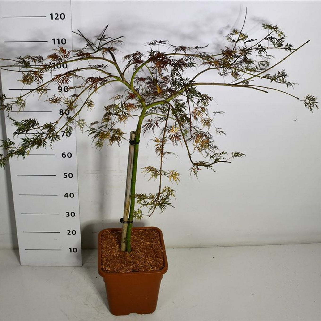 Japansk lönn – Acer palmatum 'Emerald Lace' - C15 60 cm. Stam