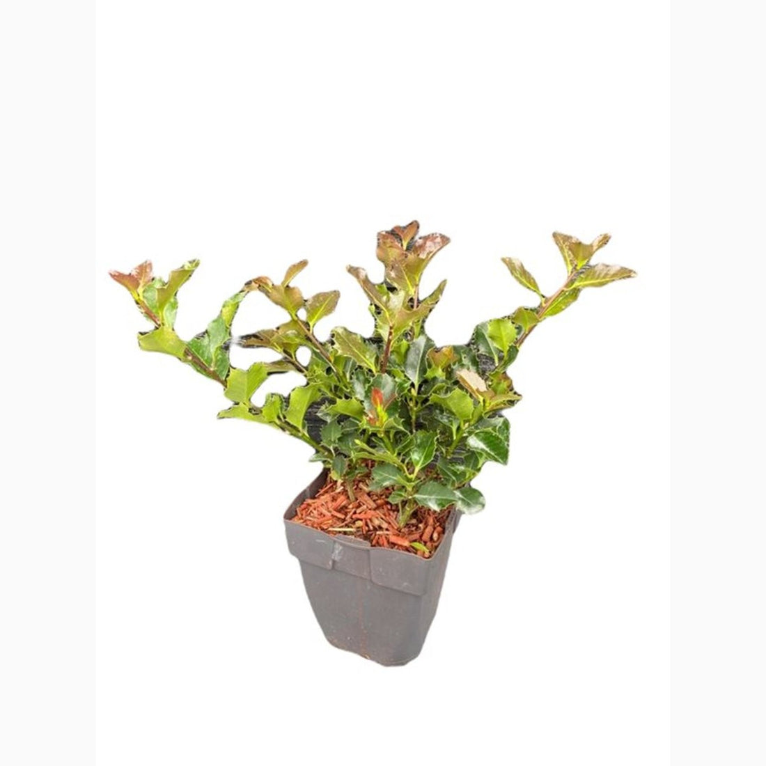 Järnek – Ilex aquifolium - C2