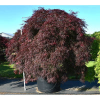 Japansk lönn – Acer palmatum 'Inaba-shidare' - C280 100-110 cm. Stam