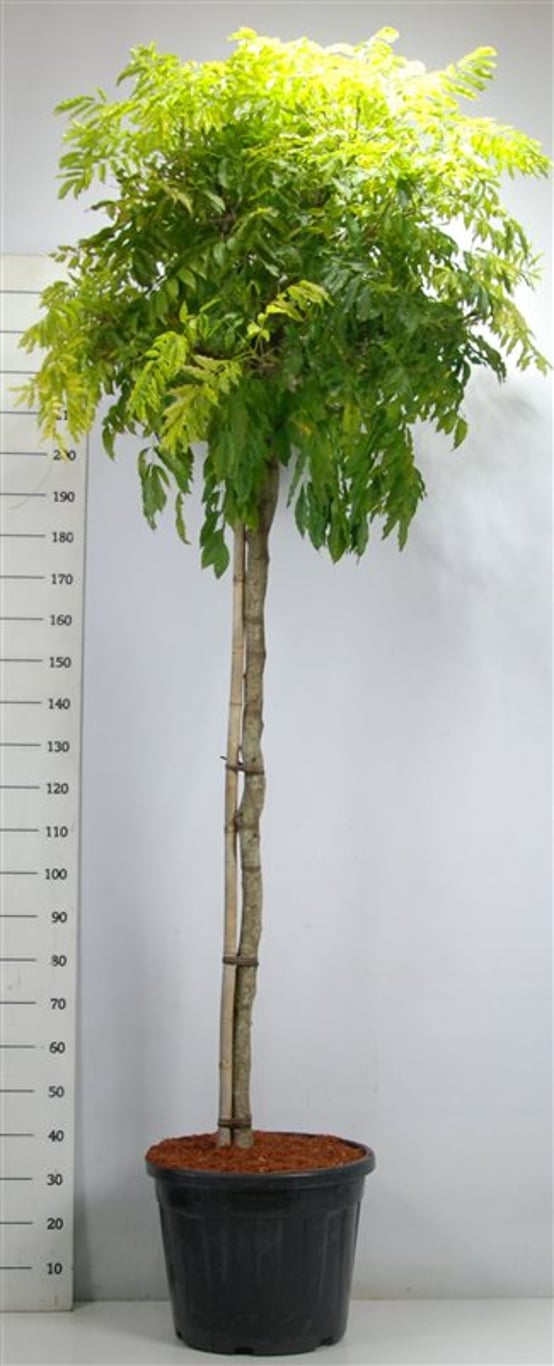 Kinesiskt blåregn – Wisteria formosa &