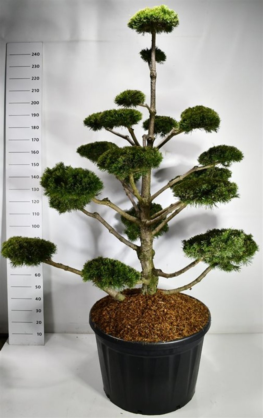 Bergtall – Pinus mugo &