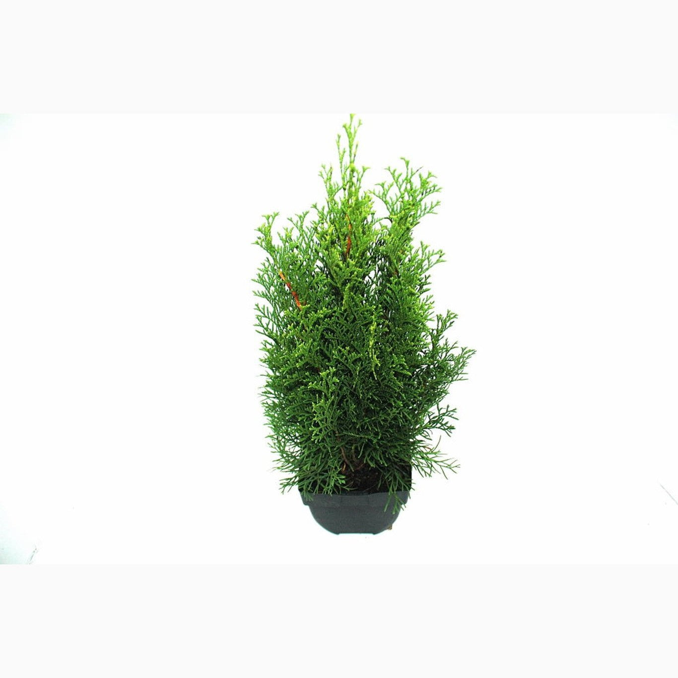 Thuja – Thuja occidentalis 'Smaragd' - C2 45-50 CM