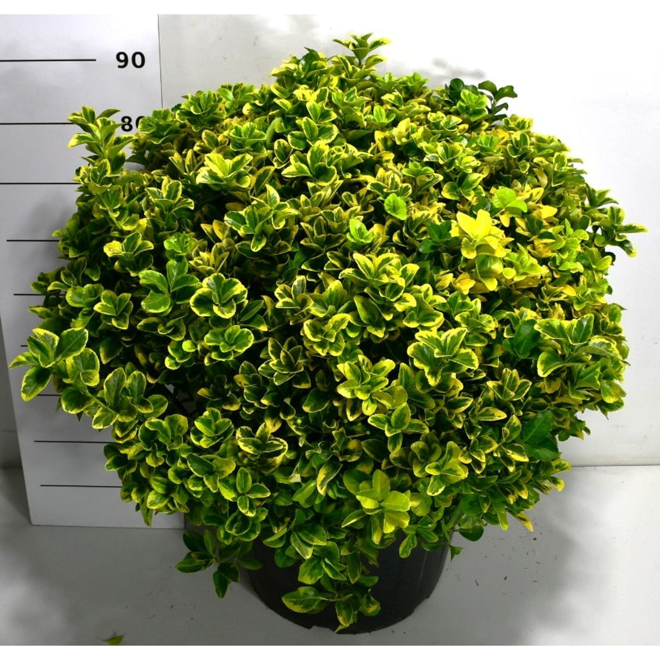 Japansk benved – Euonymus japonicus 'Aureus' - C50 60-80 cm. Bol