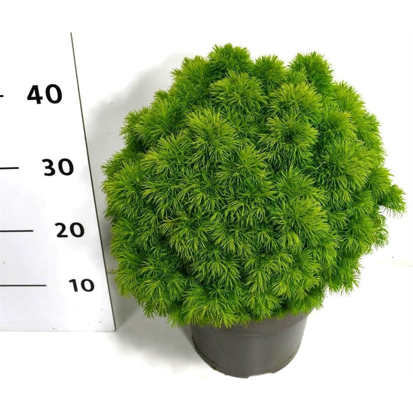 Vitgran – Picea glauca 'Alberta Globe' - C5 25-30 CM