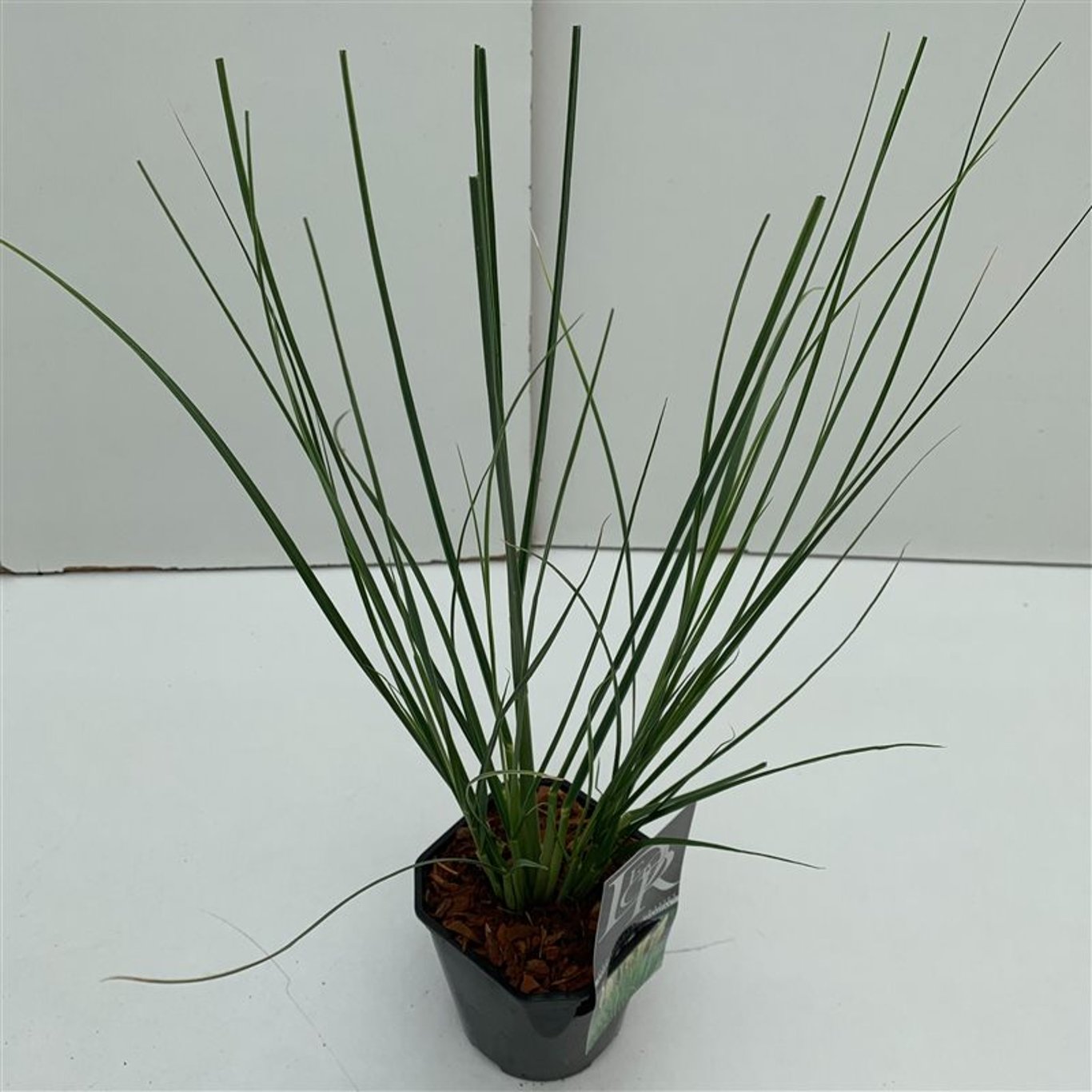 Pampasgräs – Cortaderia selloana 'Mini pampas' - C2