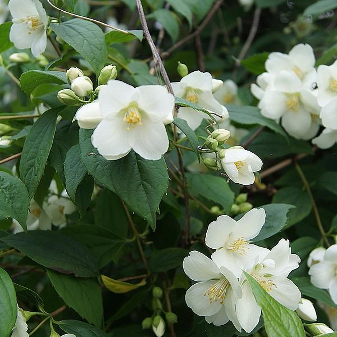 Schersmin – Philadelphus coronarius - 60-100 CM bare root 0/2   3/+ branche