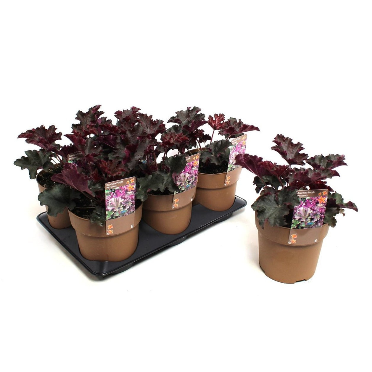 Alunrot – Heuchera 'Purple Petticoats' - C1,5