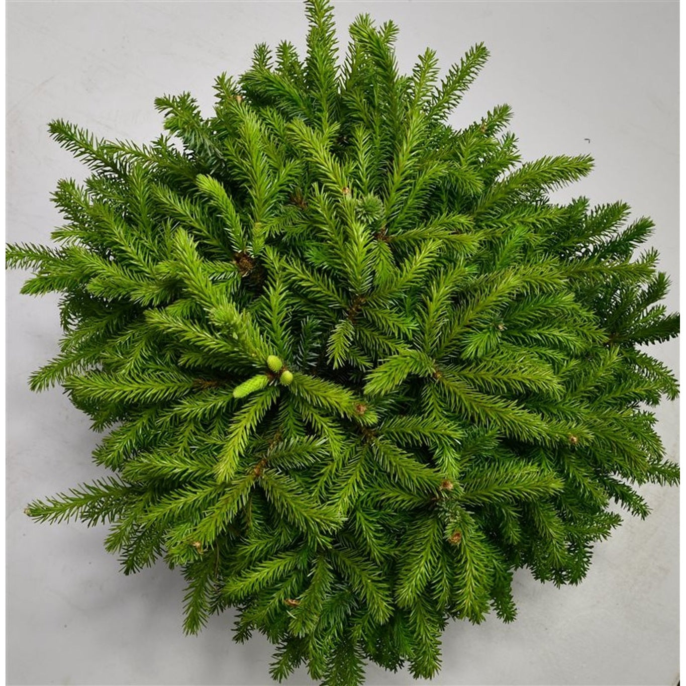 Serbgran – Picea omorika 'Nana' - C13 35-40 cm.