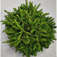 Serbgran – Picea omorika 'Nana' - C13 35-40 cm.