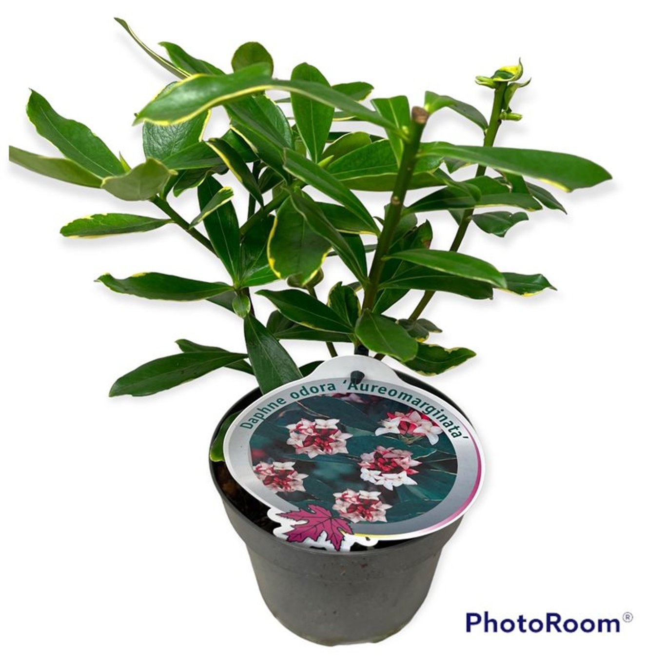 Tibast – Daphne odora 'Aureomarginata' - C2