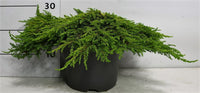 En – Juniperus communis 'Lemon Carpet' - C7.5 30-40 cm.