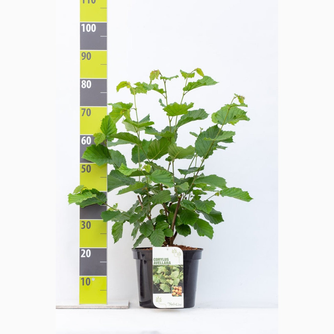 Hassel – Corylus avellana - C7.5 80-100 CM