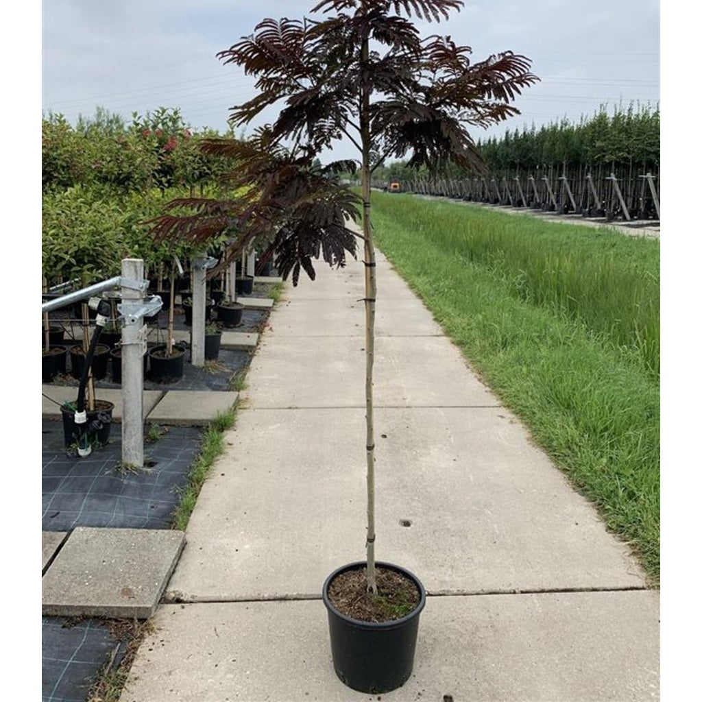 Silkesträd – Albizia julibr. 'Summer Chocolate' - C7.5 Halfstem