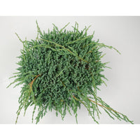 Himalaya-en – Juniperus squamata 'Blue Carpet' - C7.5 40-50 cm.