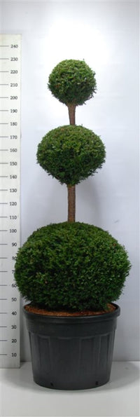 Idegran – Taxus baccata - C130 150-175 cm. Triobol