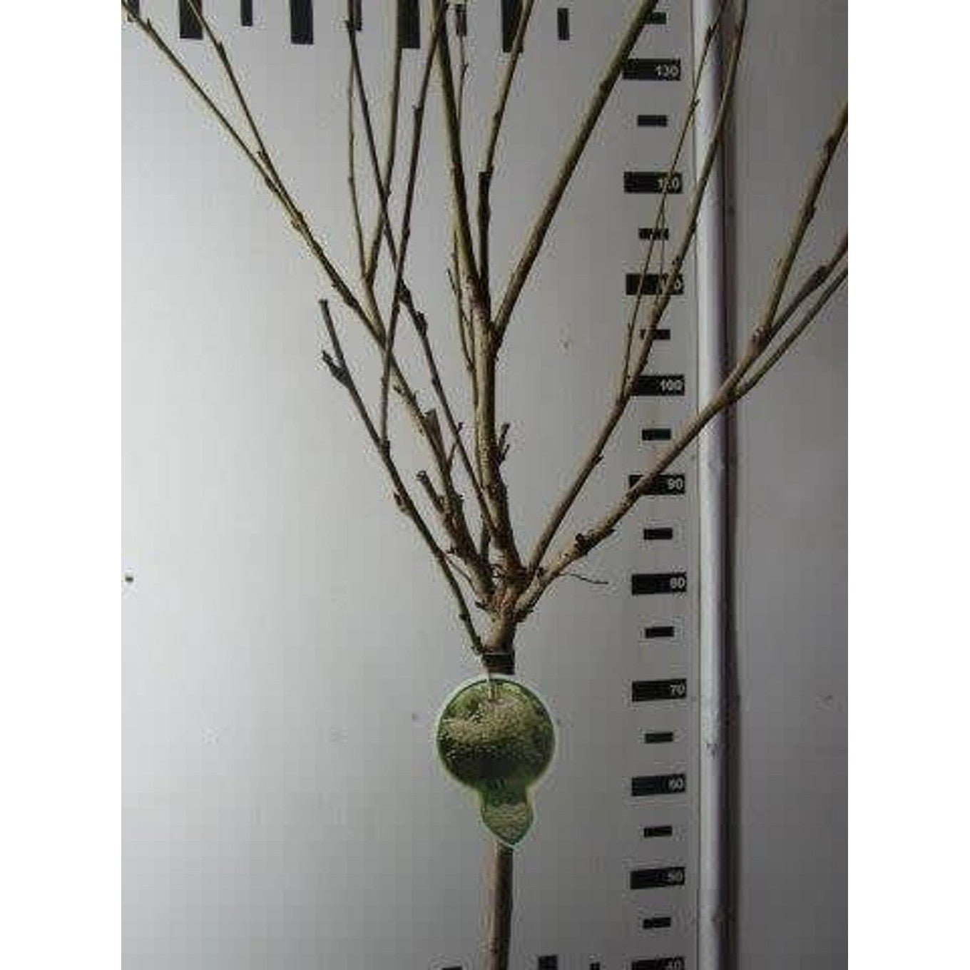 Japanskt körsbär – Prunus serrulata 'Shimidsu' - 120 CM Stem C7.5
