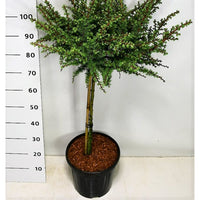 Japansk lärk – Larix kaempferi 'Grey Pearl' - C13 60 cm. Stam