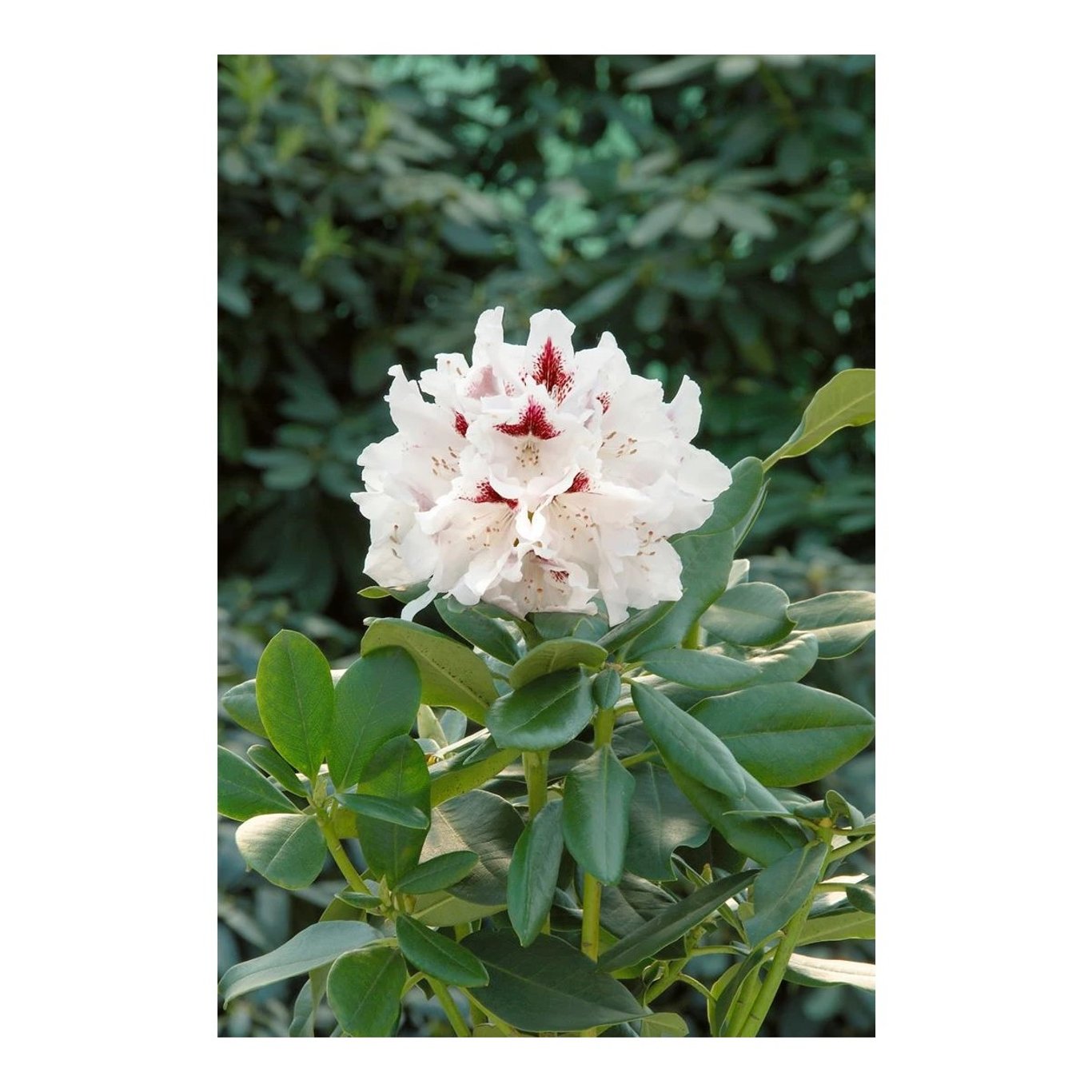 Rhododendron – Rhododendron (AC); 'Schneeauge' - C5 30-40 CM
