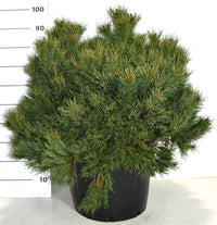 Tall – Pinus sylvestris 'Martham' - C45 60-80 cm.