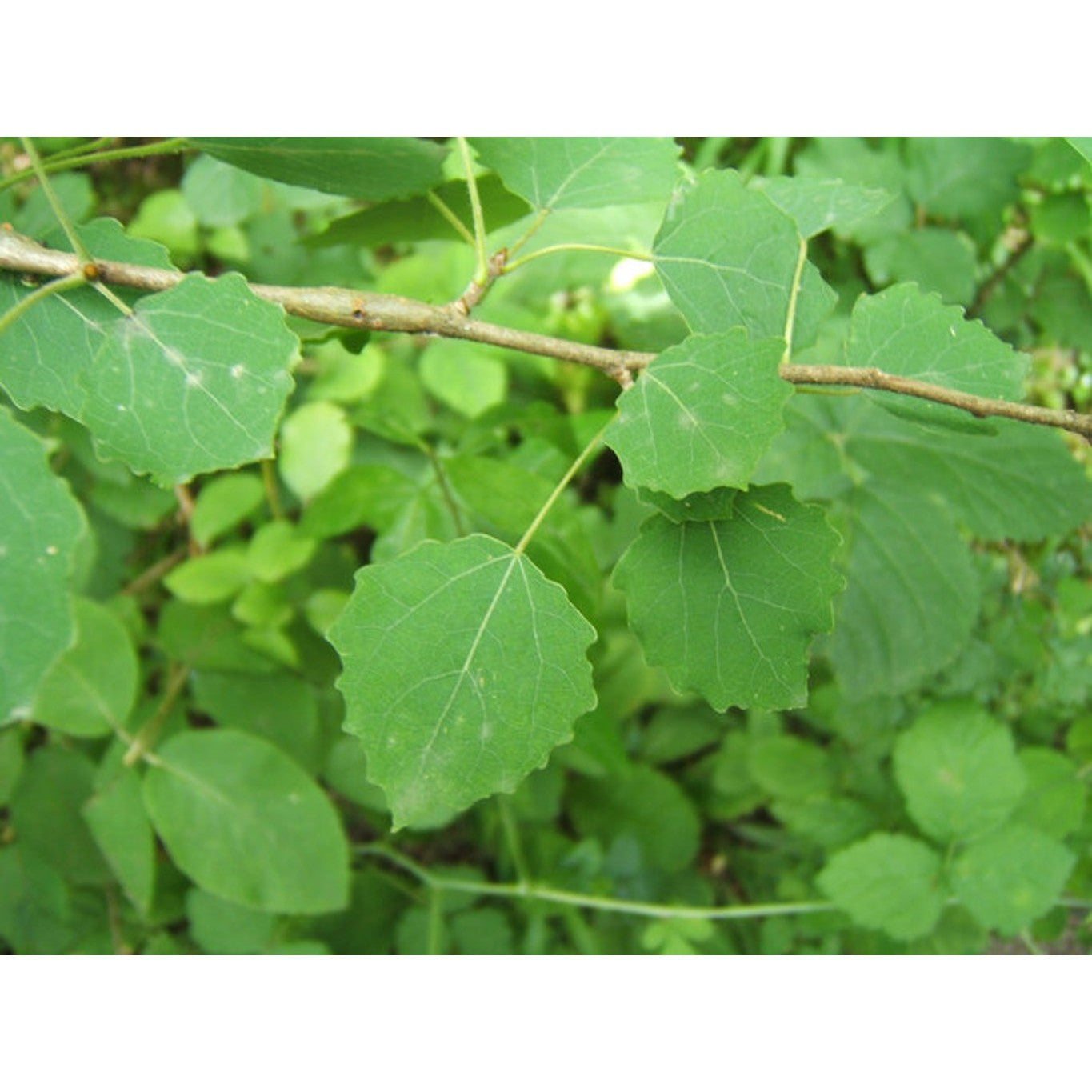 Asp – Populus tremula - 80-120 CM bare root 1/1