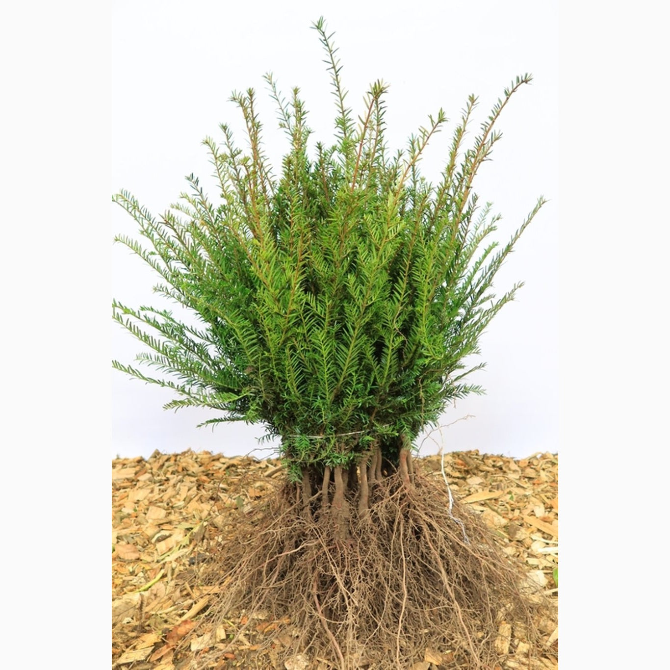Idegran – Taxus baccata - 20-30 CM bare root 1/2
