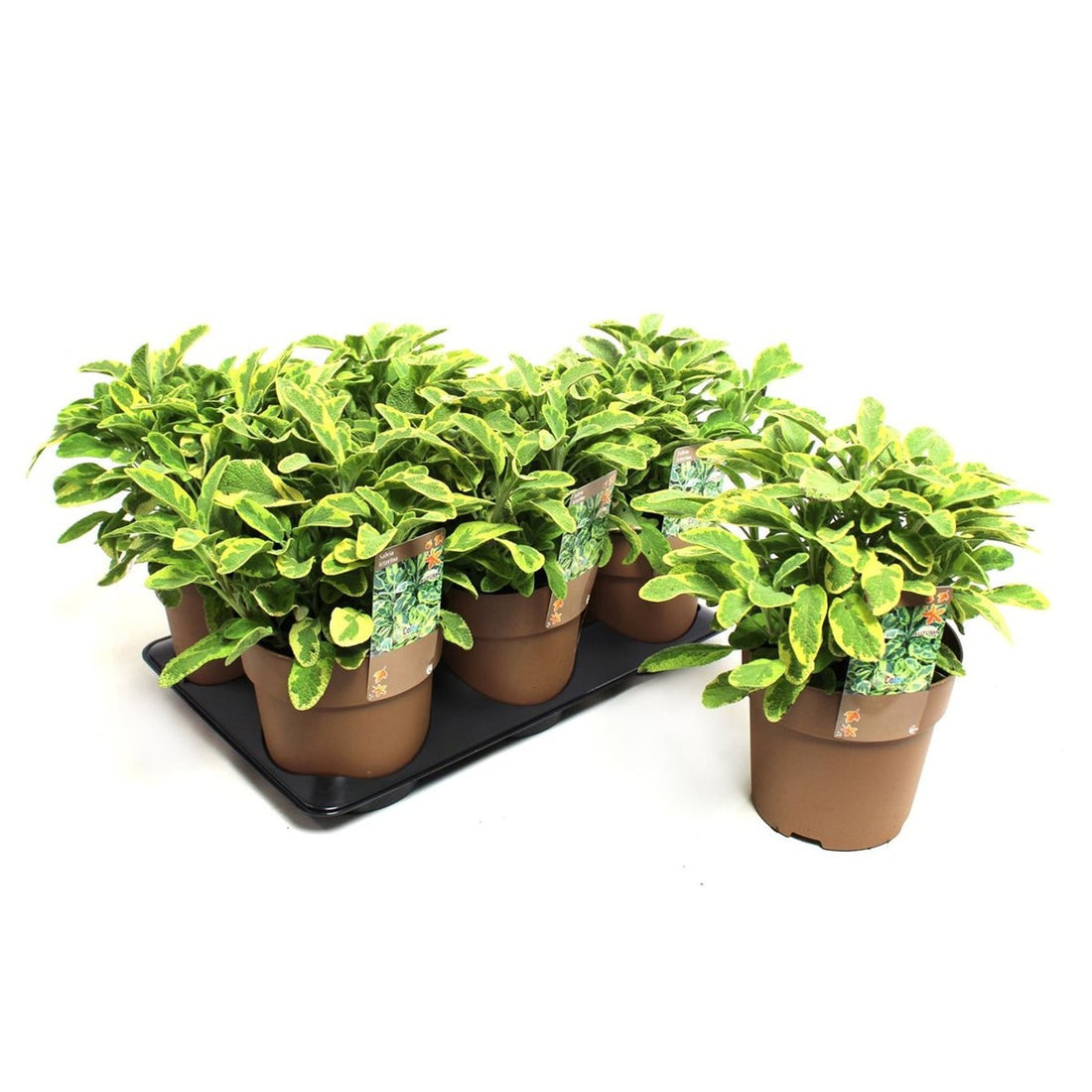 Salvia – Salvia officinalis &