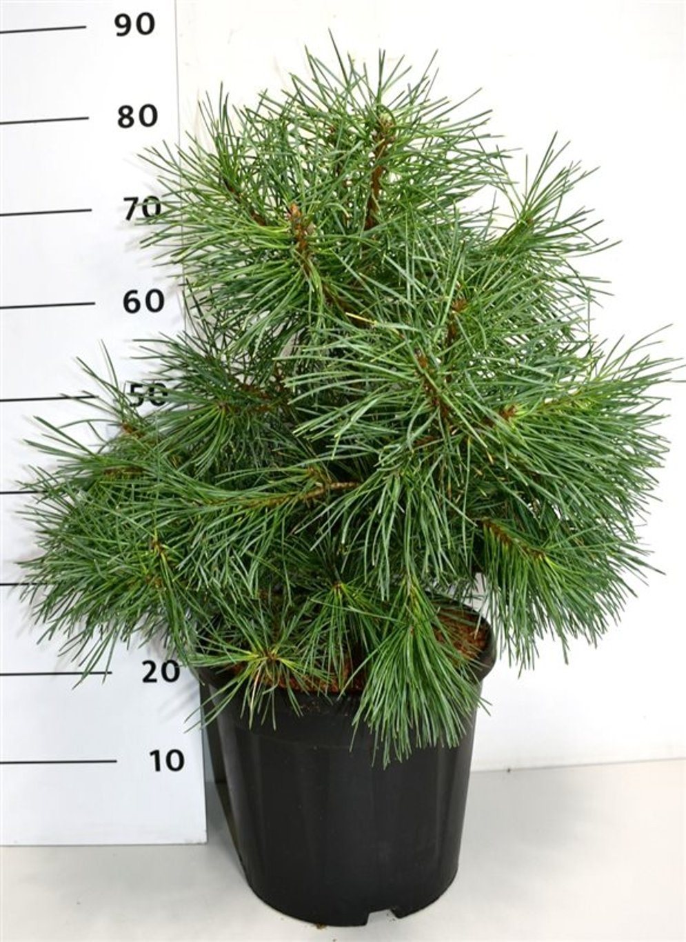 Tall – Pinus sylvestris &